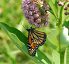 Monarch Butterfly